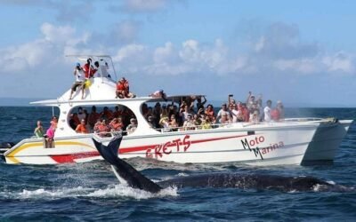 Humpback Whale Watching in Samaná, El Limón Waterfall & More